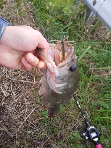 ブラックバスの釣果