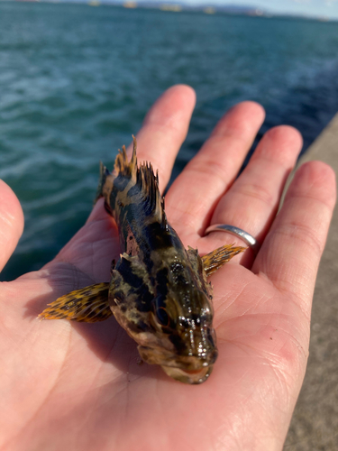 タケノコメバルの釣果