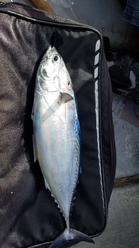 ヒラソウダの釣果