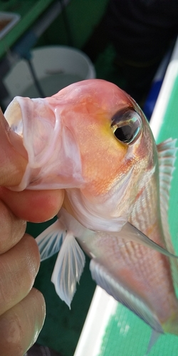 アマダイの釣果