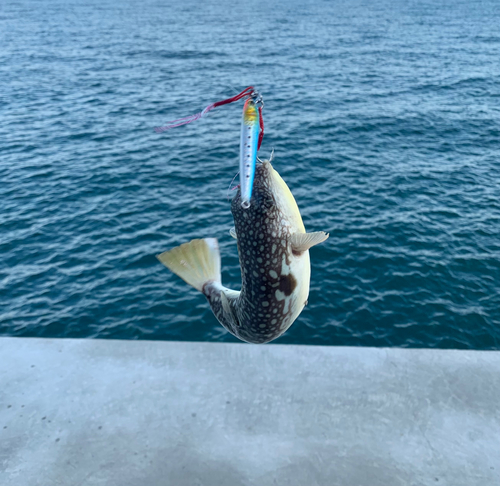 コモンフグの釣果