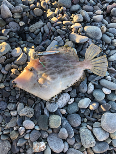 カワハギの釣果