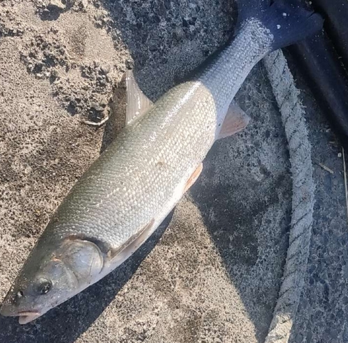 ウグイの釣果