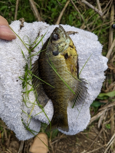 ブルーギルの釣果