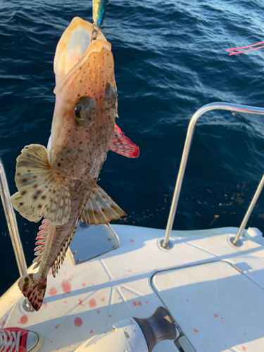 ワニゴチの釣果