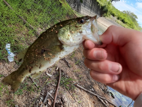 釣果