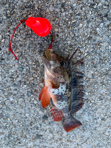 ハオコゼの釣果