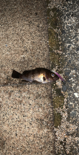 アカメバルの釣果