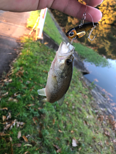 ブラックバスの釣果