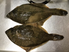 マコガレイの釣果