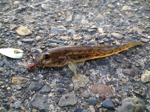 ハゼの釣果