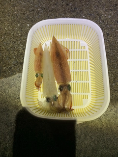 ヤリイカの釣果