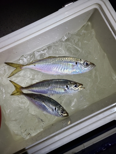 アジの釣果