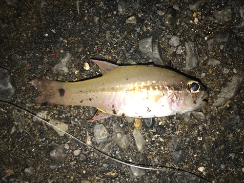 ニシンの釣果