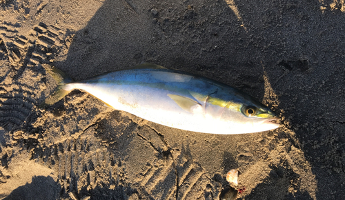 イナダの釣果