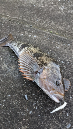 アブラコの釣果