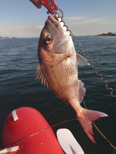 マダイの釣果