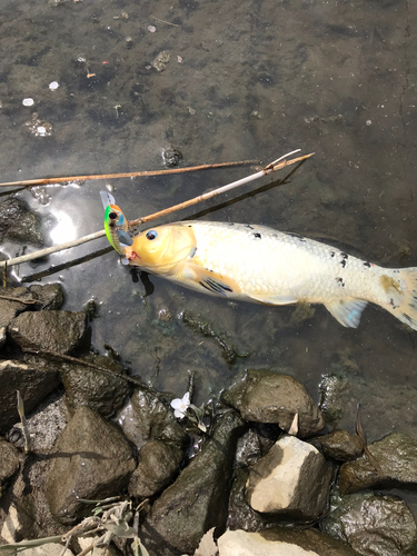 コイの釣果