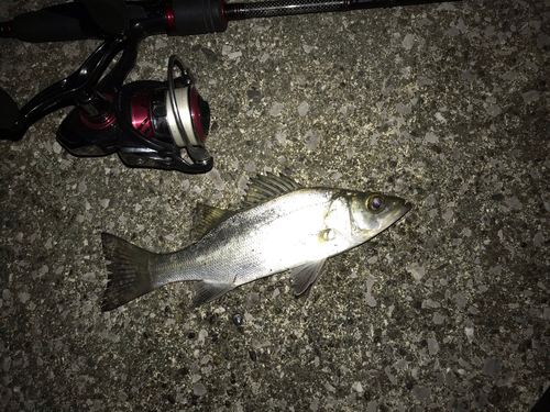 セイゴ（マルスズキ）の釣果