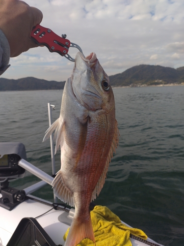 マダイの釣果