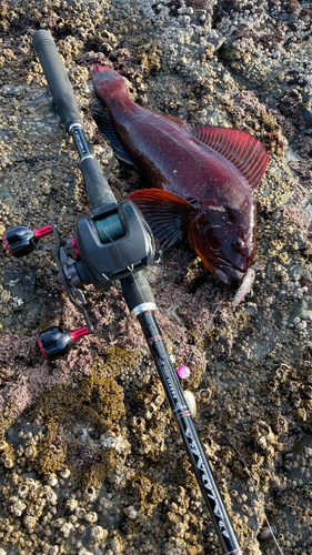 ウサギアイナメの釣果