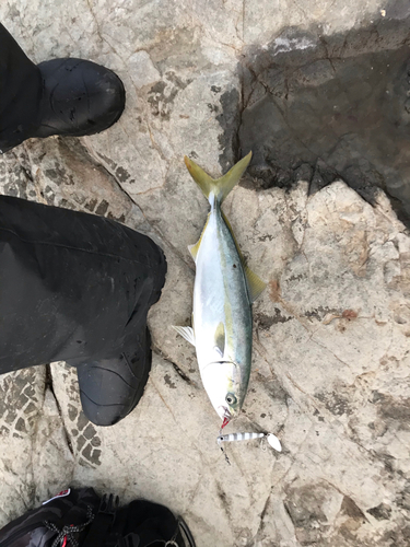 イナダの釣果