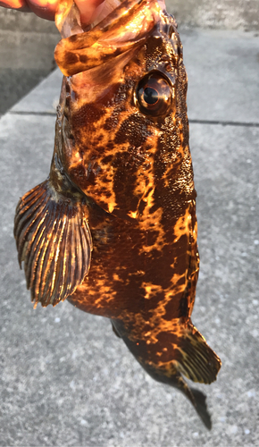 タケノコメバルの釣果