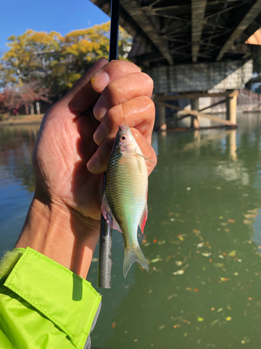 アオタナゴの釣果