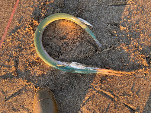 ダツの釣果