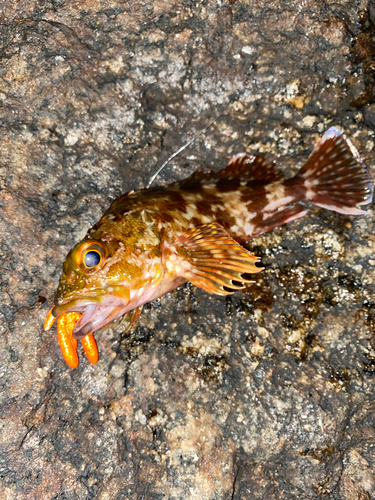 カサゴの釣果