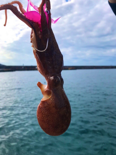 タコの釣果