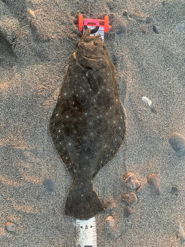 ヒラメの釣果