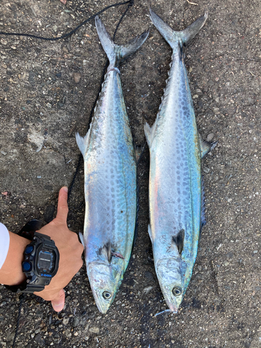 サゴシの釣果