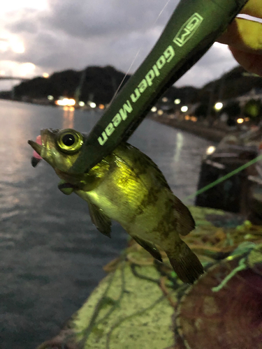 メバルの釣果