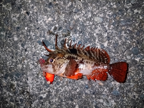 ハオコゼの釣果