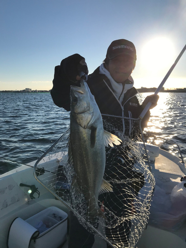 シーバスの釣果