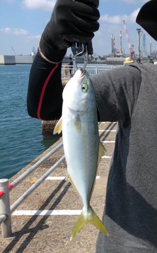 ワカシの釣果