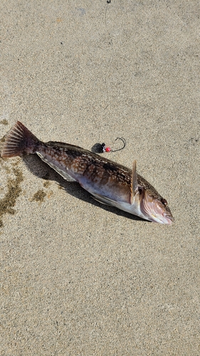 アイナメの釣果