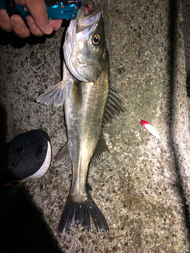 シーバスの釣果