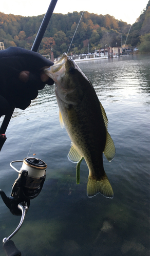 ブラックバスの釣果