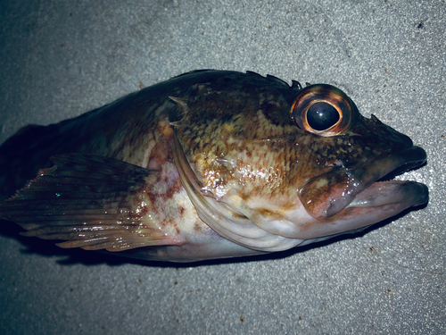 カサゴの釣果