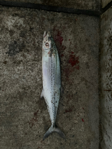 サゴシの釣果