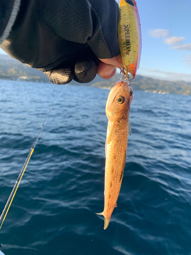 エソの釣果