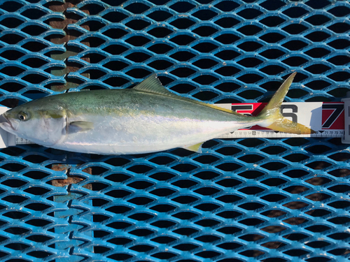 ワラサの釣果