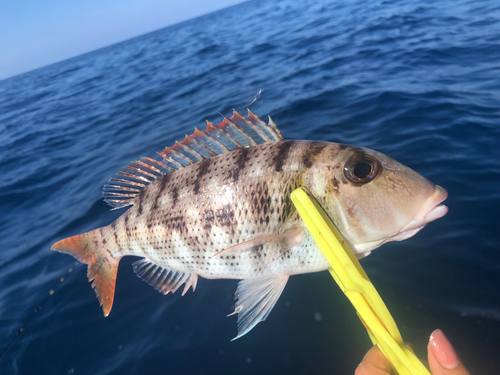 タテシマフエフキの釣果