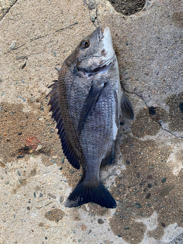 チヌの釣果