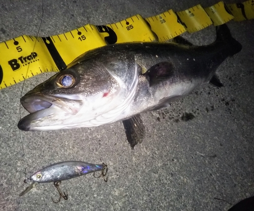 シーバスの釣果