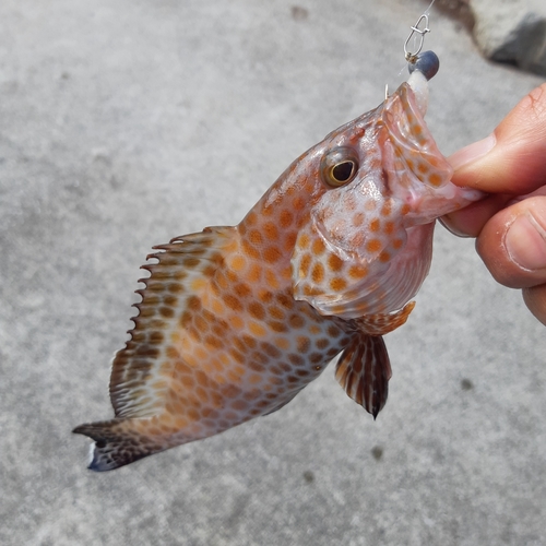 オオモンハタの釣果