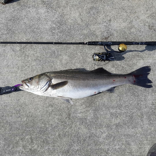 スズキの釣果