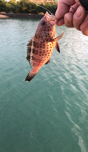 オオモンハタの釣果